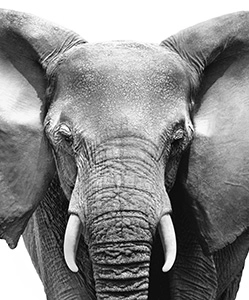 Image Éléphant face avant